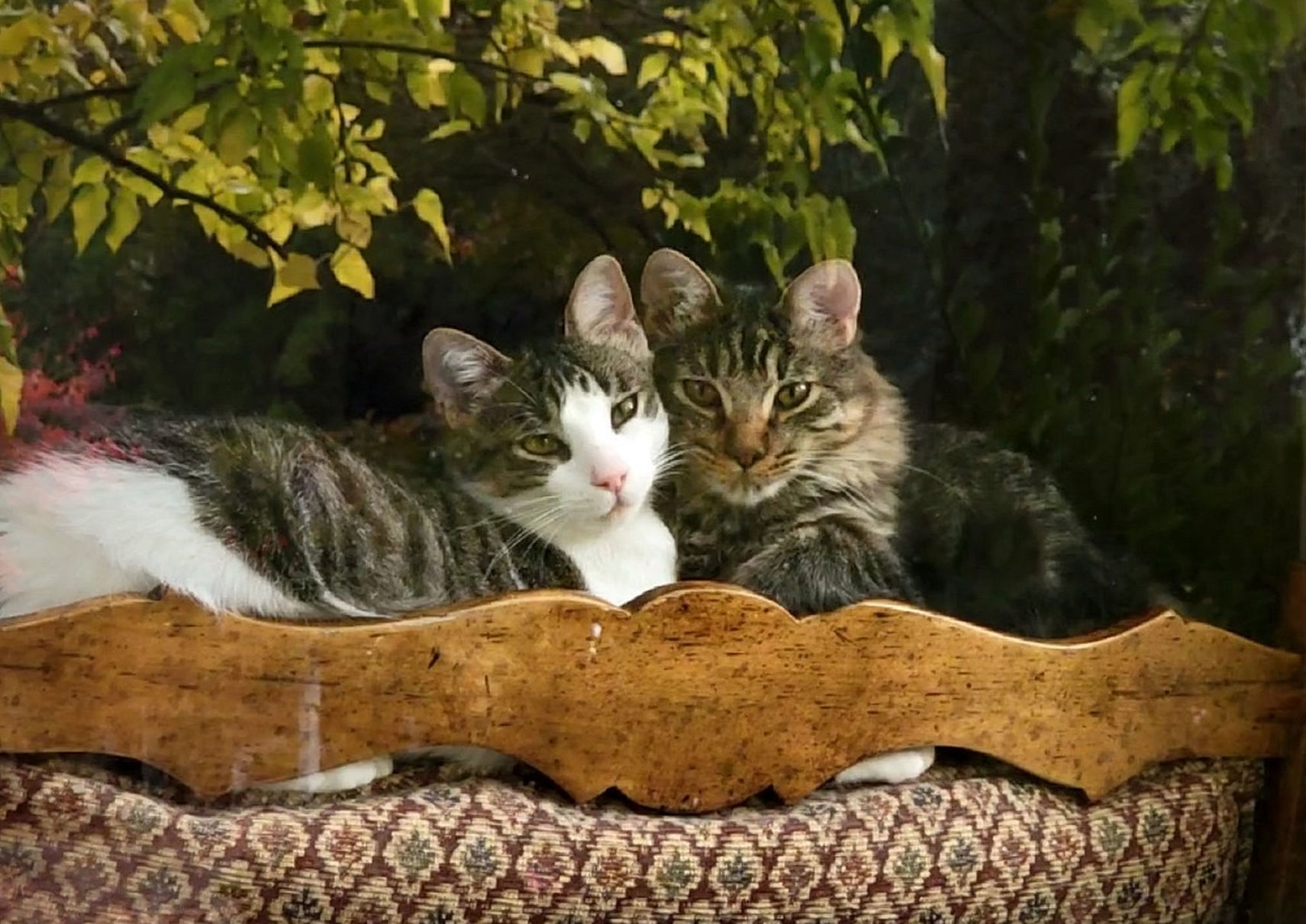 Adopt a Pet | Yo-Yo and Boo